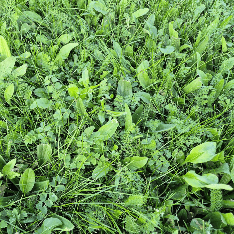 Biodiverse wildflower turf flowers