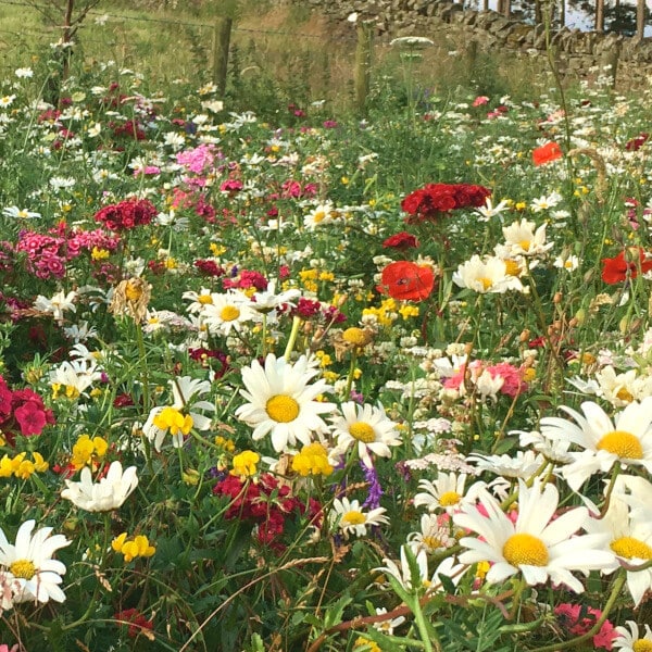 Native enriched wildflower turf in bloom