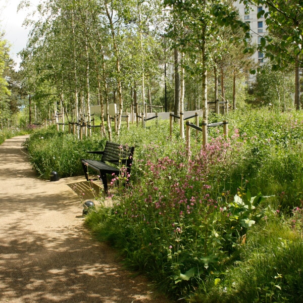 Shade tolerant wildflower turf in bloom