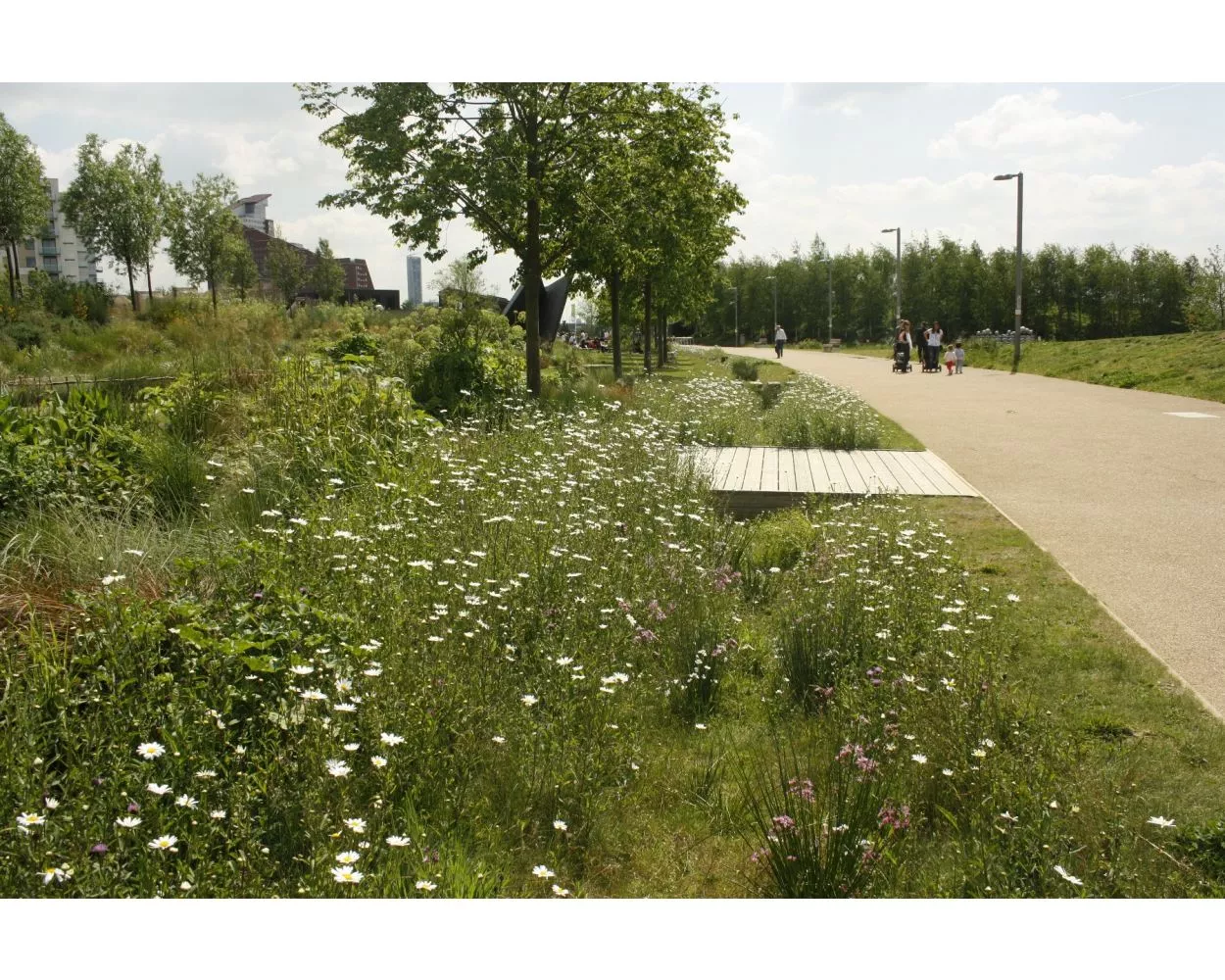 Wildflower SuDS turf planting